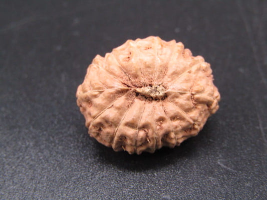 🌿 14 Mukhi Nepali Rudraksha (Natural & Certified). Super collective