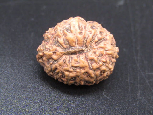🌿 14 Mukhi Nepali Rudraksha (Natural & Certified). Super collective