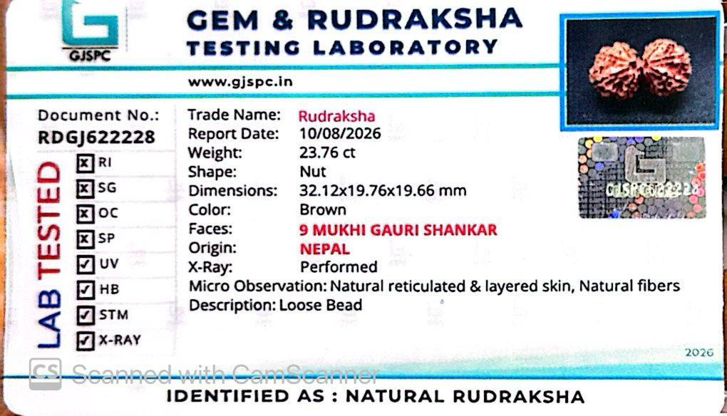 Nepali 9 Mukhi Gauri Shankar Rudraksha