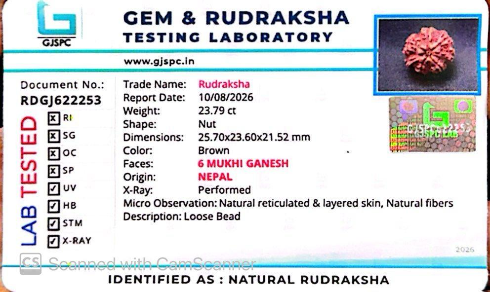 Nepali 6 Mukhi Ganesh Rudraksha