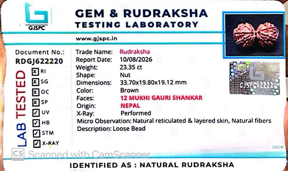Nepali 12 Mukhi Gauri Shankar Rudraksha