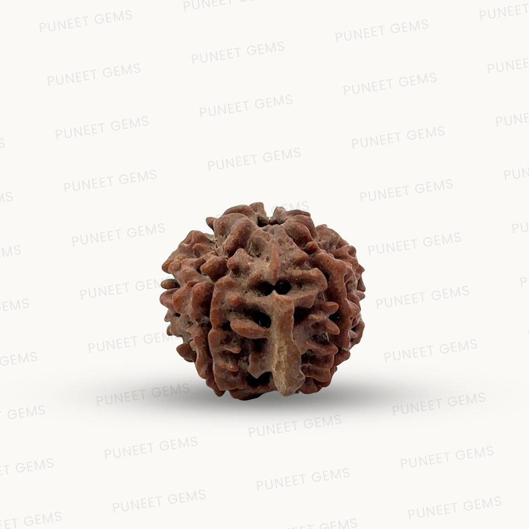 Natural 5 Mukhi Ganesh Rudraksha – Wisdom, Protection & Spiritual Success