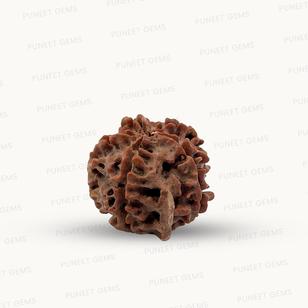Natural 5 Mukhi Ganesh Rudraksha – Wisdom, Protection & Spiritual Success