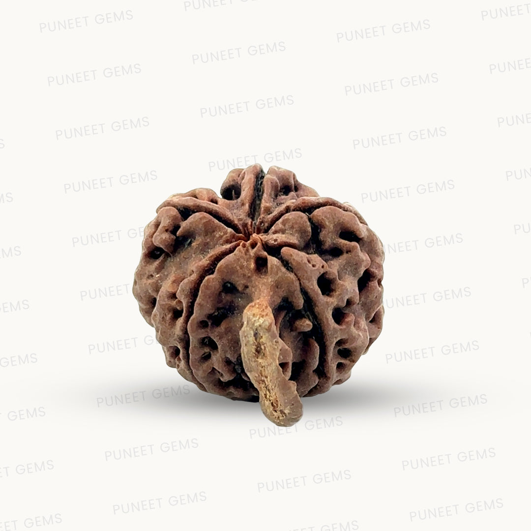 Natural 5 Mukhi Ganesh Rudraksha – Wisdom, Protection & Spiritual Success