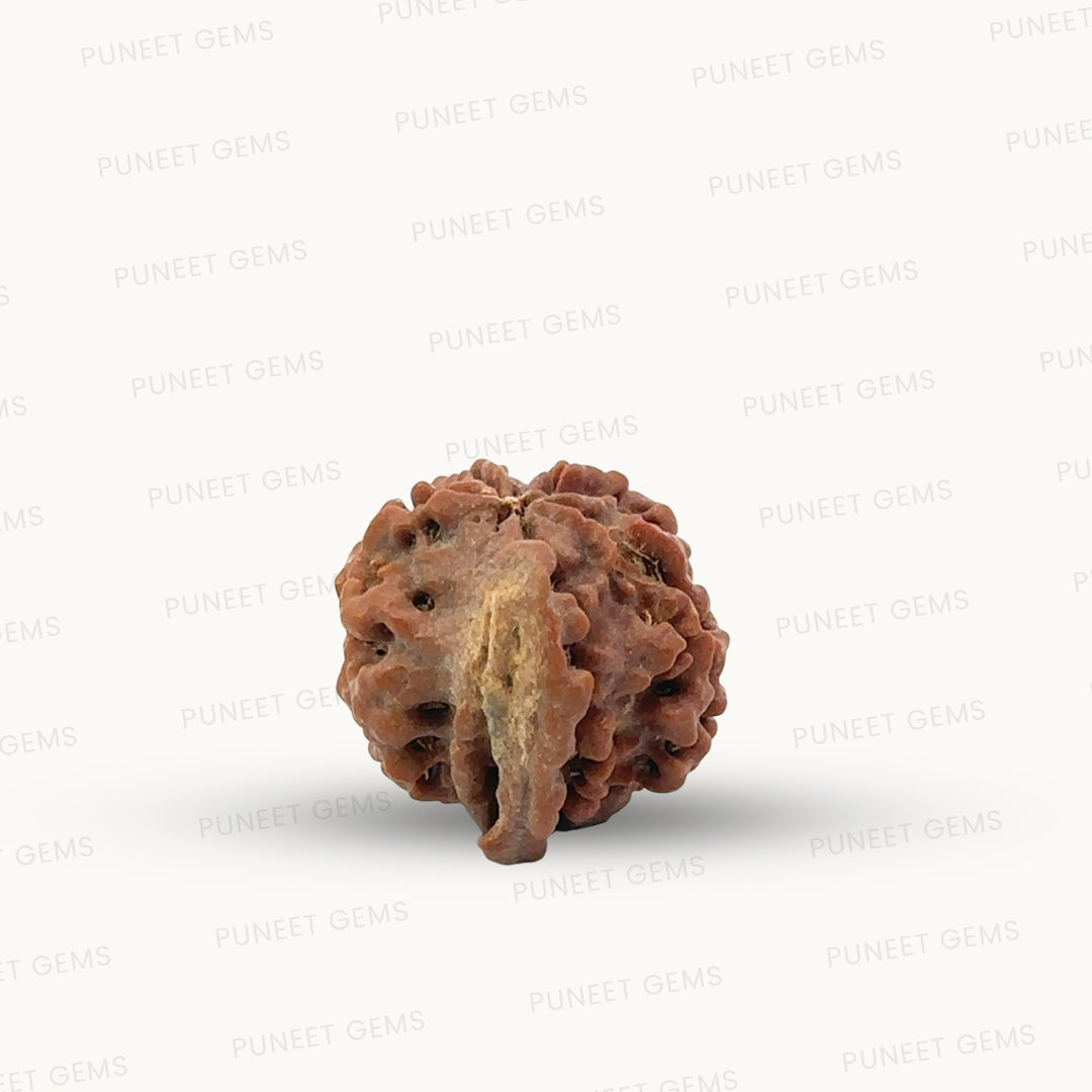 Natural 6 Mukhi Ganesh Rudraksha – Willpower, Wisdom & Obstacle Removal