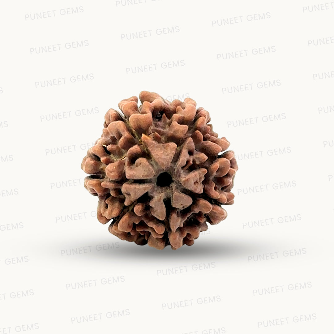 Natural 7 Mukhi Rudraksha – Wealth, Protection & Saturn Relief