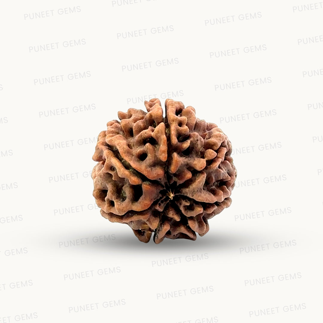 Natural 7 Mukhi Rudraksha – Wealth, Protection & Saturn Relief