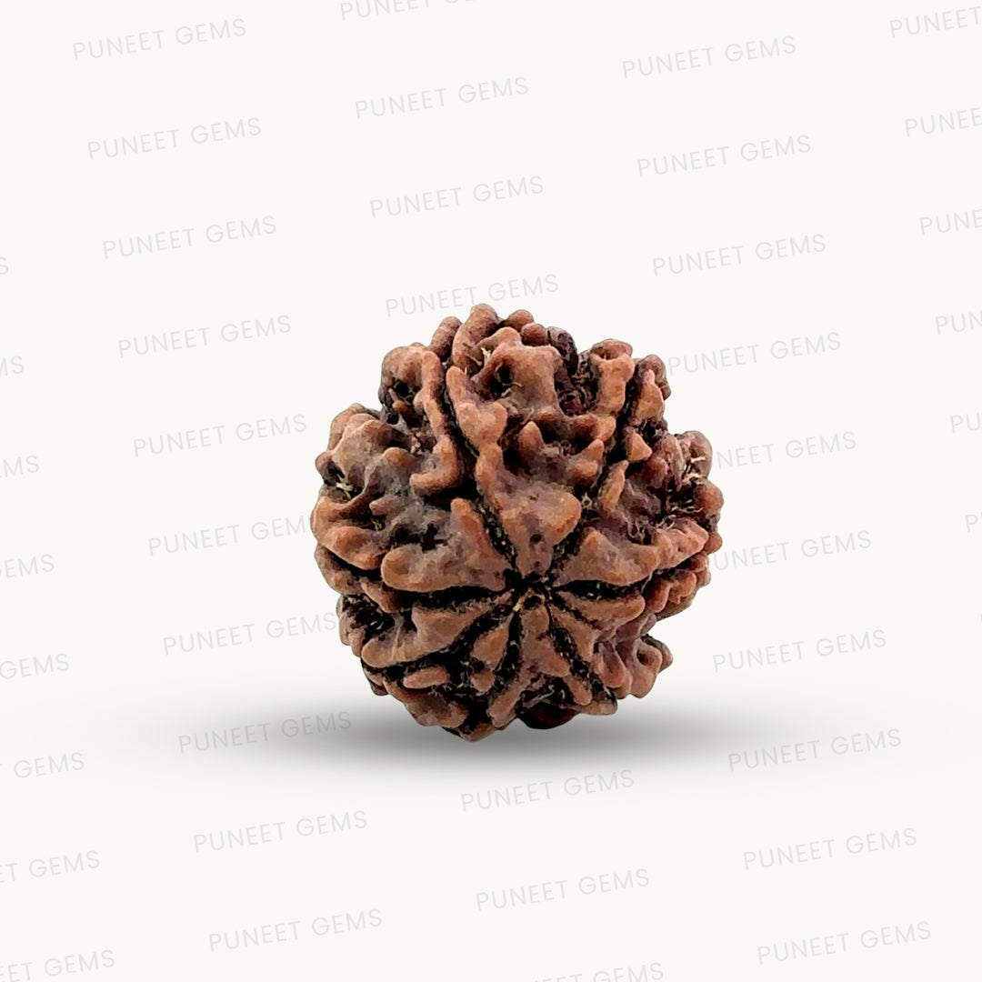 Natural 7 Mukhi Rudraksha – Wealth, Protection & Saturn Relief