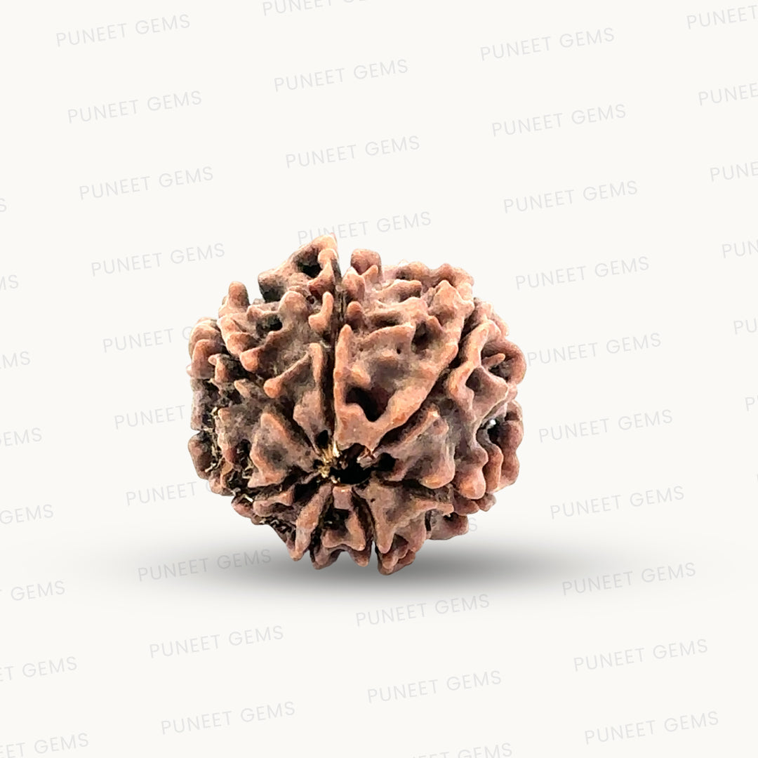 Natural 7 Mukhi Rudraksha – Wealth, Protection & Saturn Relief