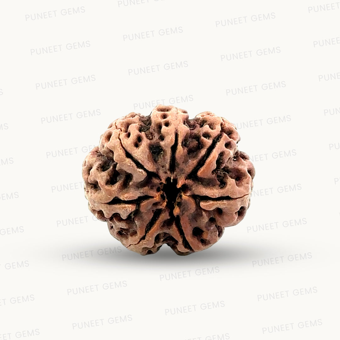Natural 7 Mukhi Rudraksha – Wealth, Protection & Saturn Relief
