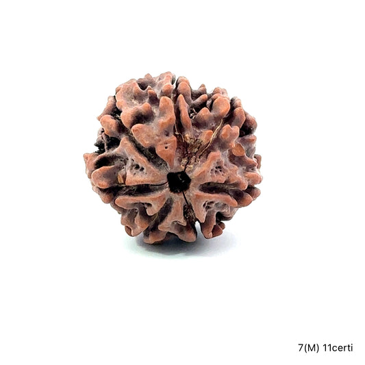 Natural 7 Mukhi Rudraksha – Wealth, Protection & Saturn Relief