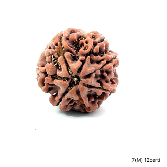 Natural 7 Mukhi Rudraksha – Wealth, Protection & Saturn Relief