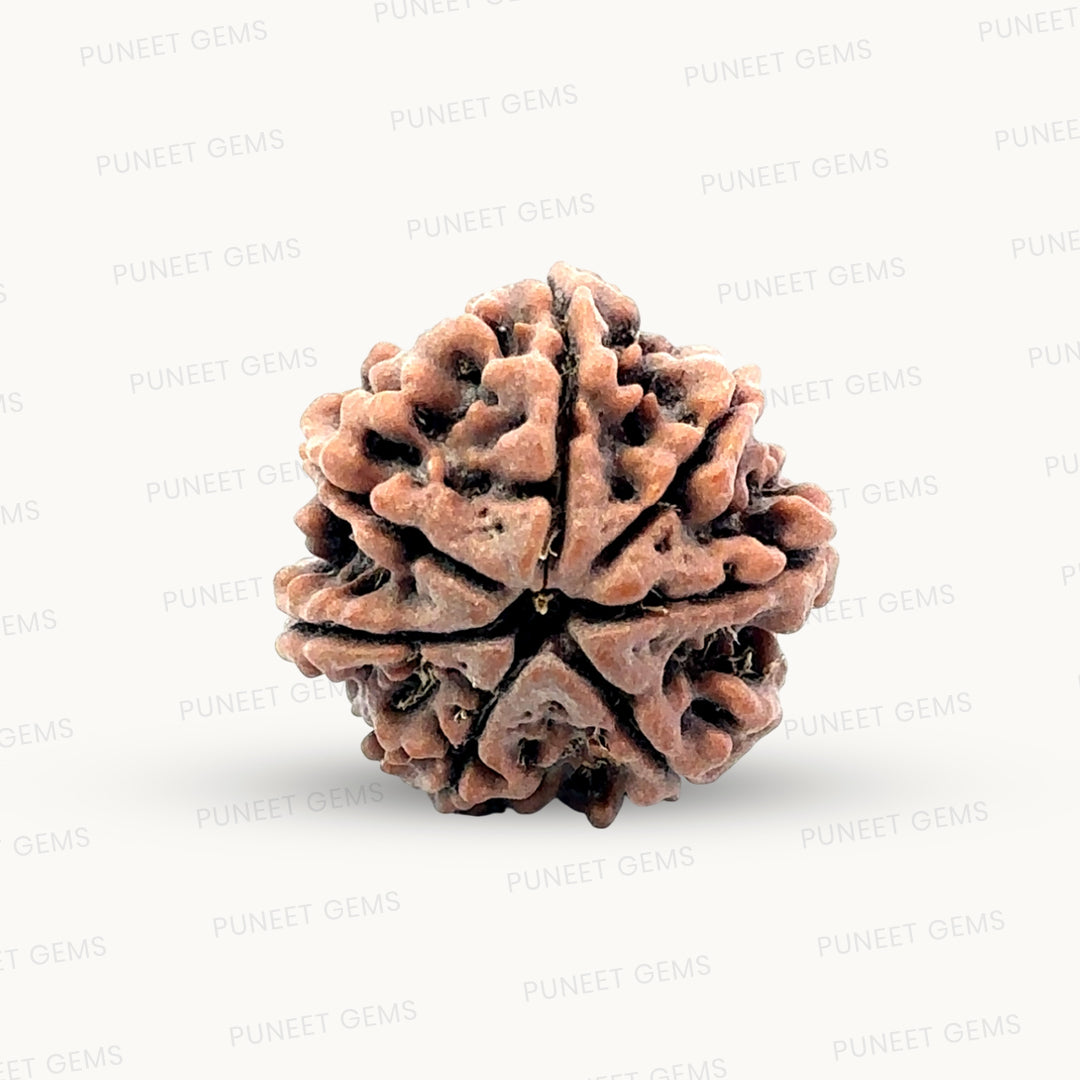Natural 7 Mukhi Rudraksha – Wealth, Protection & Saturn Relief