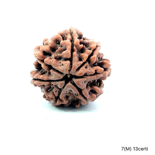 Natural 7 Mukhi Rudraksha – Wealth, Protection & Saturn Relief