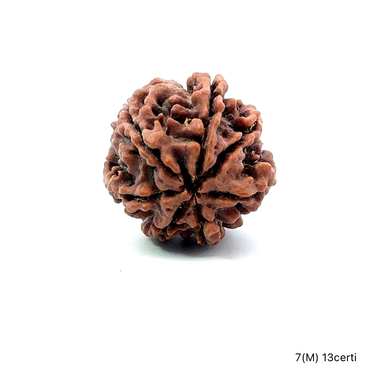 Natural 7 Mukhi Rudraksha – Wealth, Protection & Saturn Relief
