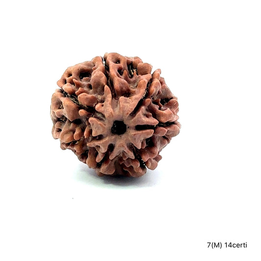 Natural 7 Mukhi Rudraksha – Wealth, Protection & Saturn Relief