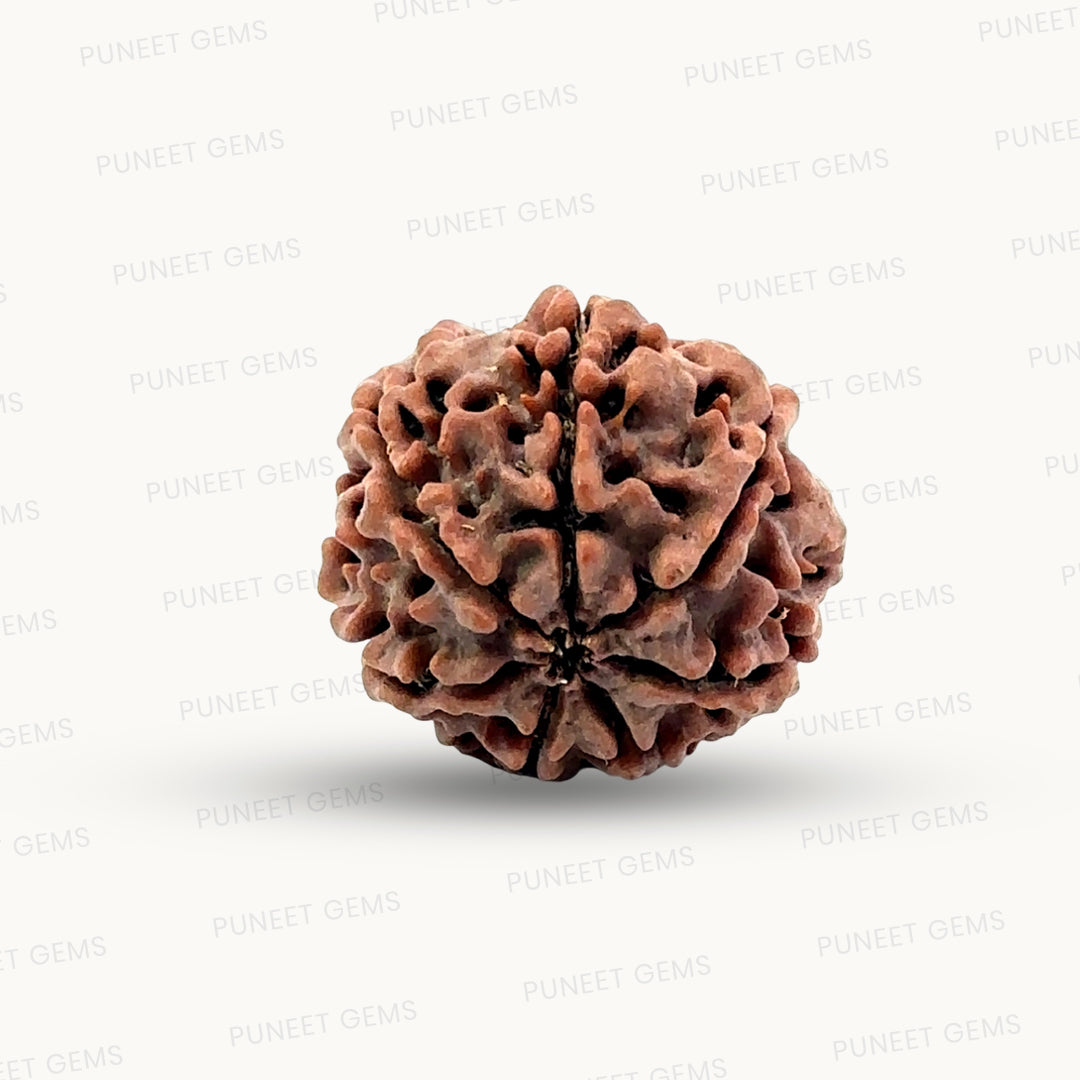Natural 7 Mukhi Rudraksha – Wealth, Protection & Saturn Relief