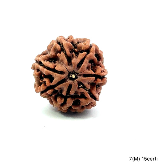 Natural 7 Mukhi Rudraksha – Wealth, Protection & Saturn Relief