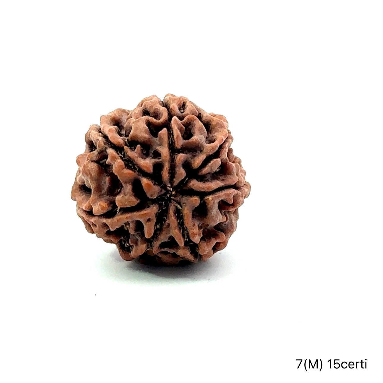 Natural 7 Mukhi Rudraksha – Wealth, Protection & Saturn Relief