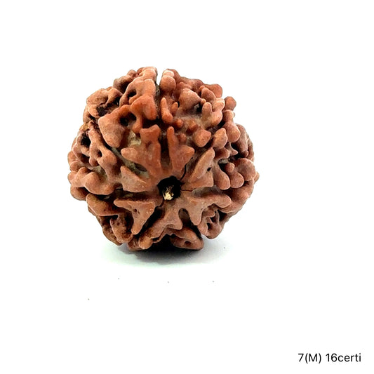 Natural 7 Mukhi Rudraksha – Wealth, Protection & Saturn Relief