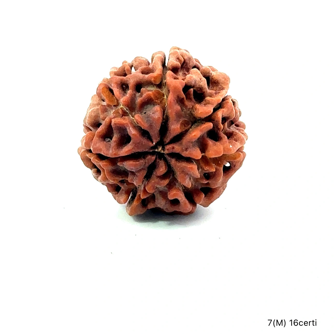 Natural 7 Mukhi Rudraksha – Wealth, Protection & Saturn Relief