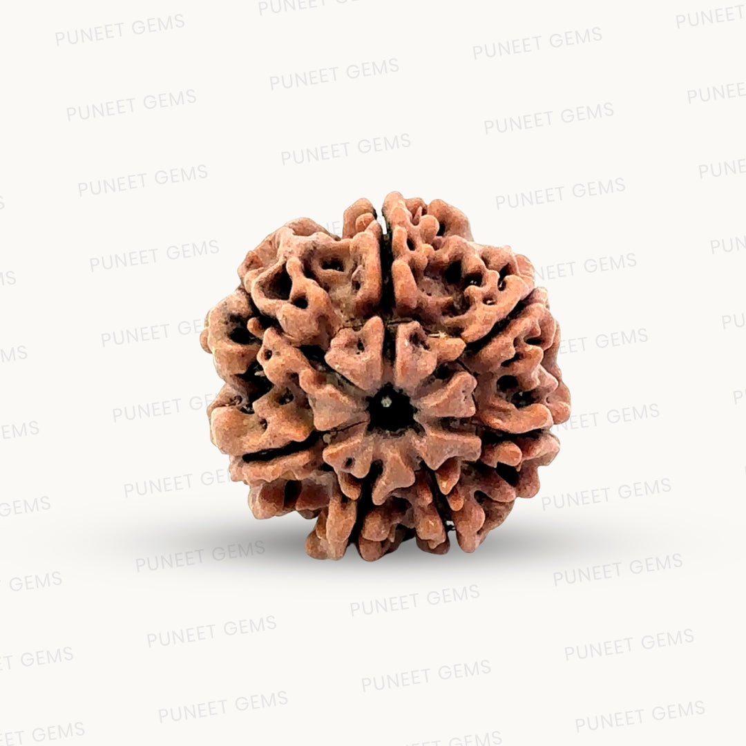 Natural 7 Mukhi Rudraksha – Wealth, Protection & Saturn Relief