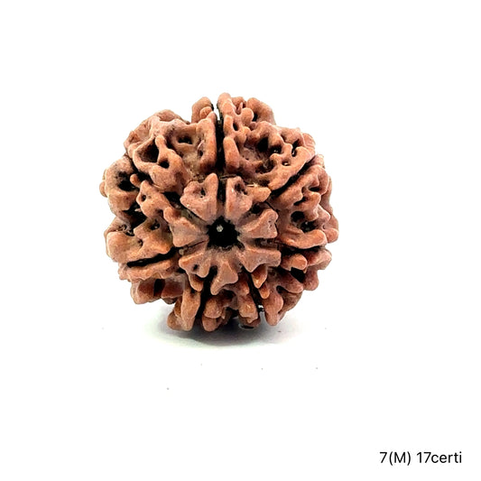 Natural 7 Mukhi Rudraksha – Wealth, Protection & Saturn Relief