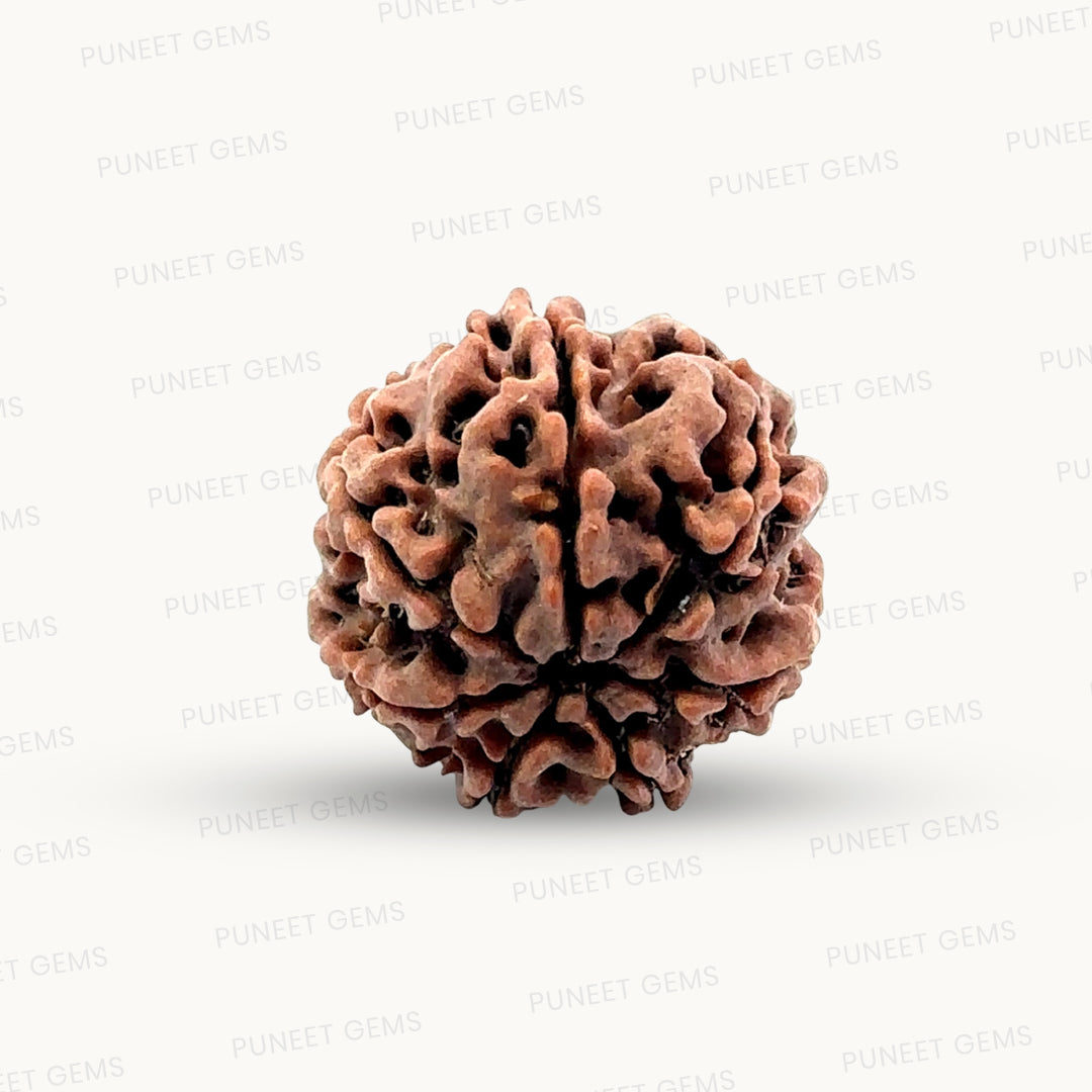 Natural 7 Mukhi Rudraksha – Wealth, Protection & Saturn Relief