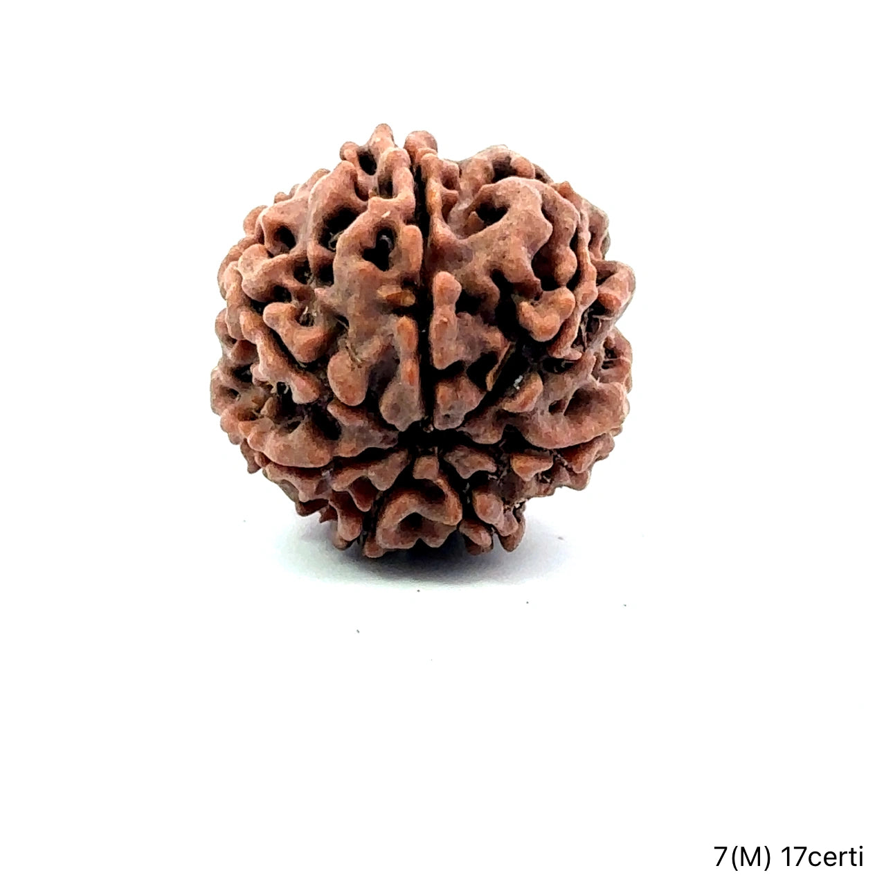 Natural 7 Mukhi Rudraksha – Wealth, Protection & Saturn Relief