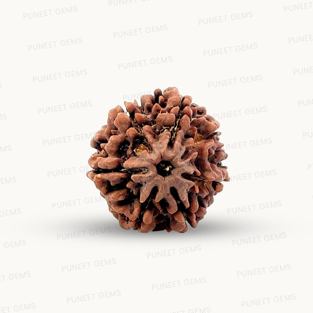 Natural 7 Mukhi Rudraksha – Wealth, Protection & Saturn Relief