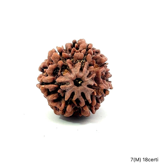 Natural 7 Mukhi Rudraksha – Wealth, Protection & Saturn Relief