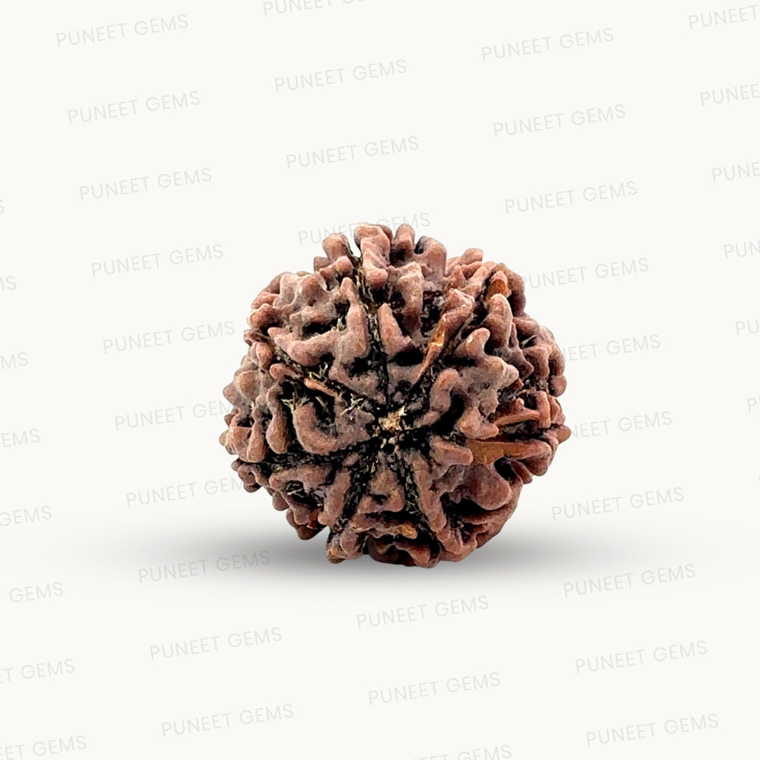 Natural 7 Mukhi Rudraksha – Wealth, Protection & Saturn Relief