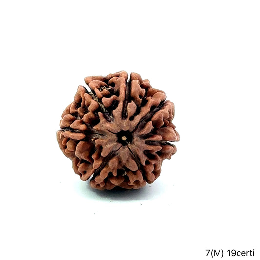 Natural 7 Mukhi Rudraksha – Wealth, Protection & Saturn Relief
