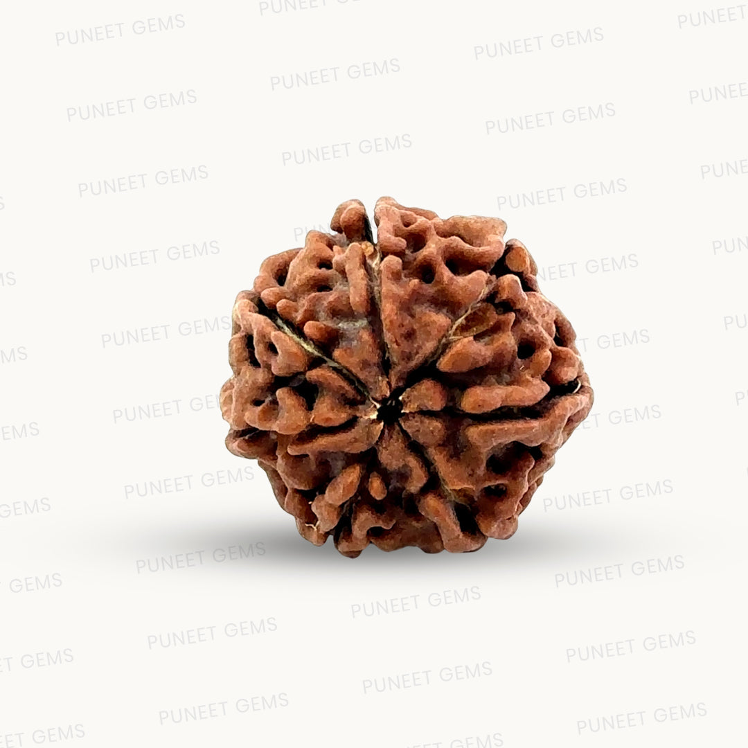 Natural 7 Mukhi Rudraksha – Wealth, Protection & Saturn Relief