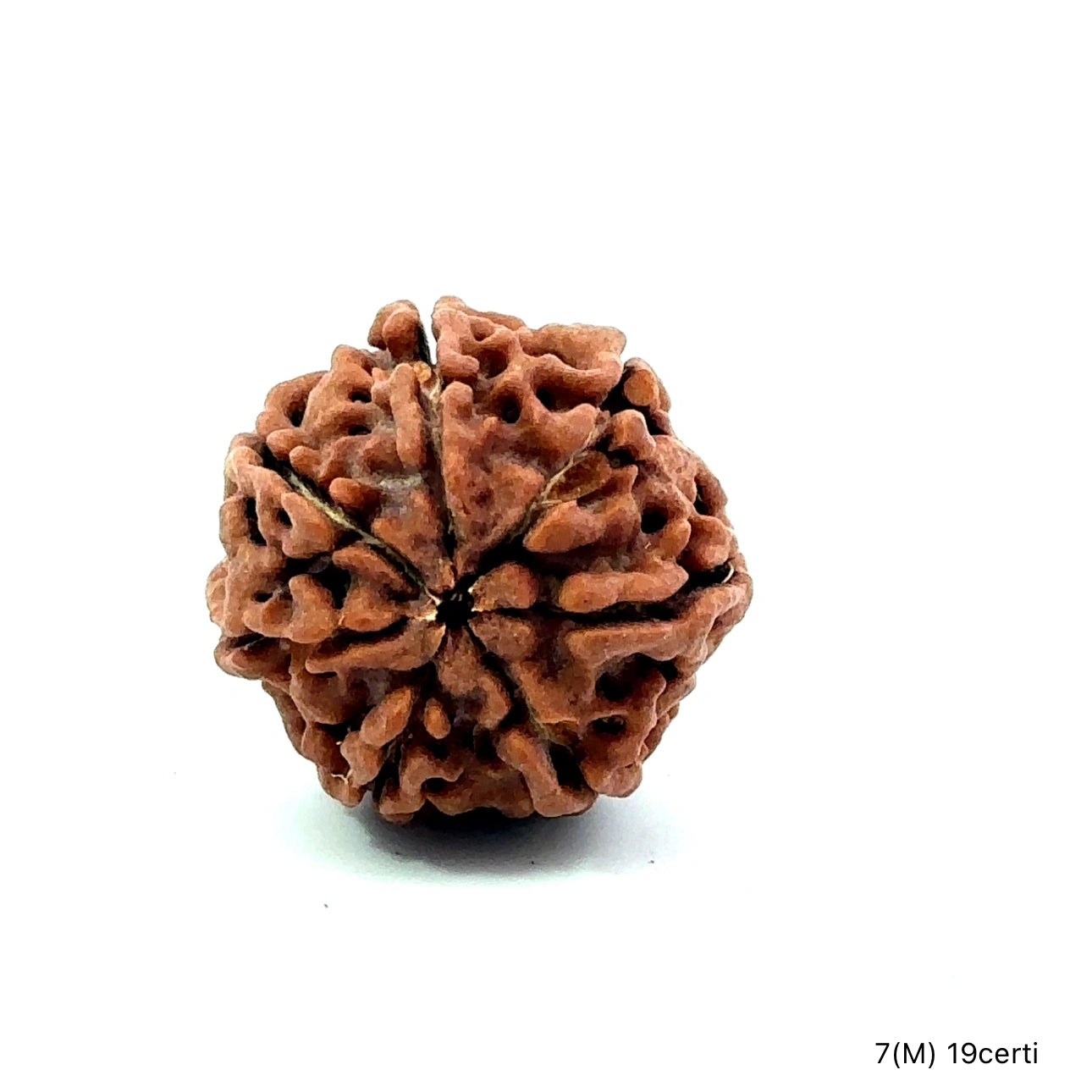 Natural 7 Mukhi Rudraksha – Wealth, Protection & Saturn Relief