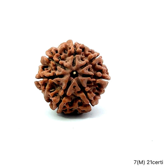 Natural 7 Mukhi Rudraksha – Wealth, Protection & Saturn Relief