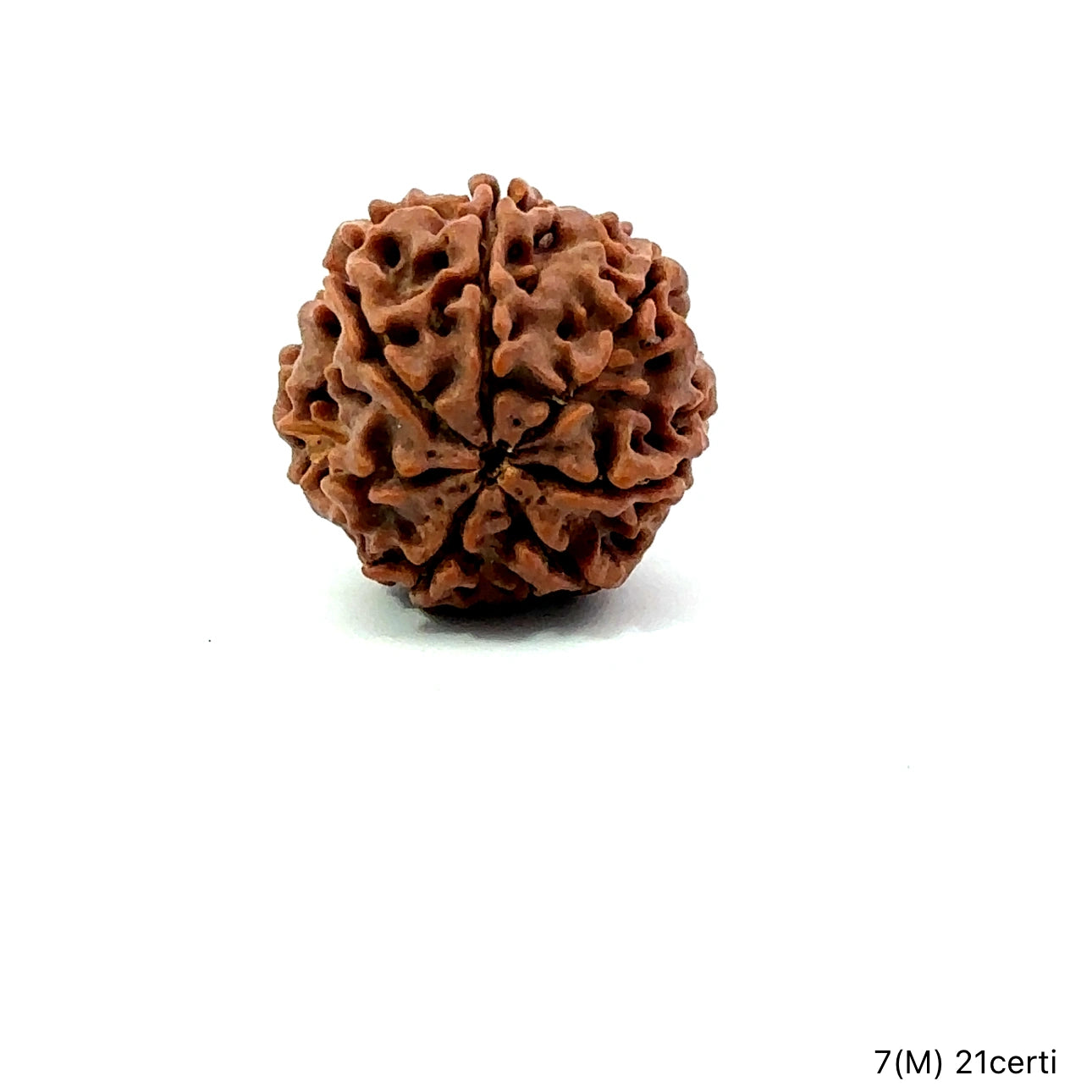 Natural 7 Mukhi Rudraksha – Wealth, Protection & Saturn Relief