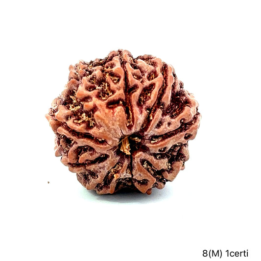 Natural 8 Mukhi Rudraksha – Symbol of Success & Wisdom
