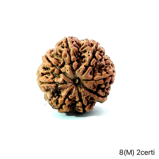 Natural 8 Mukhi Rudraksha – Symbol of Success & Wisdom