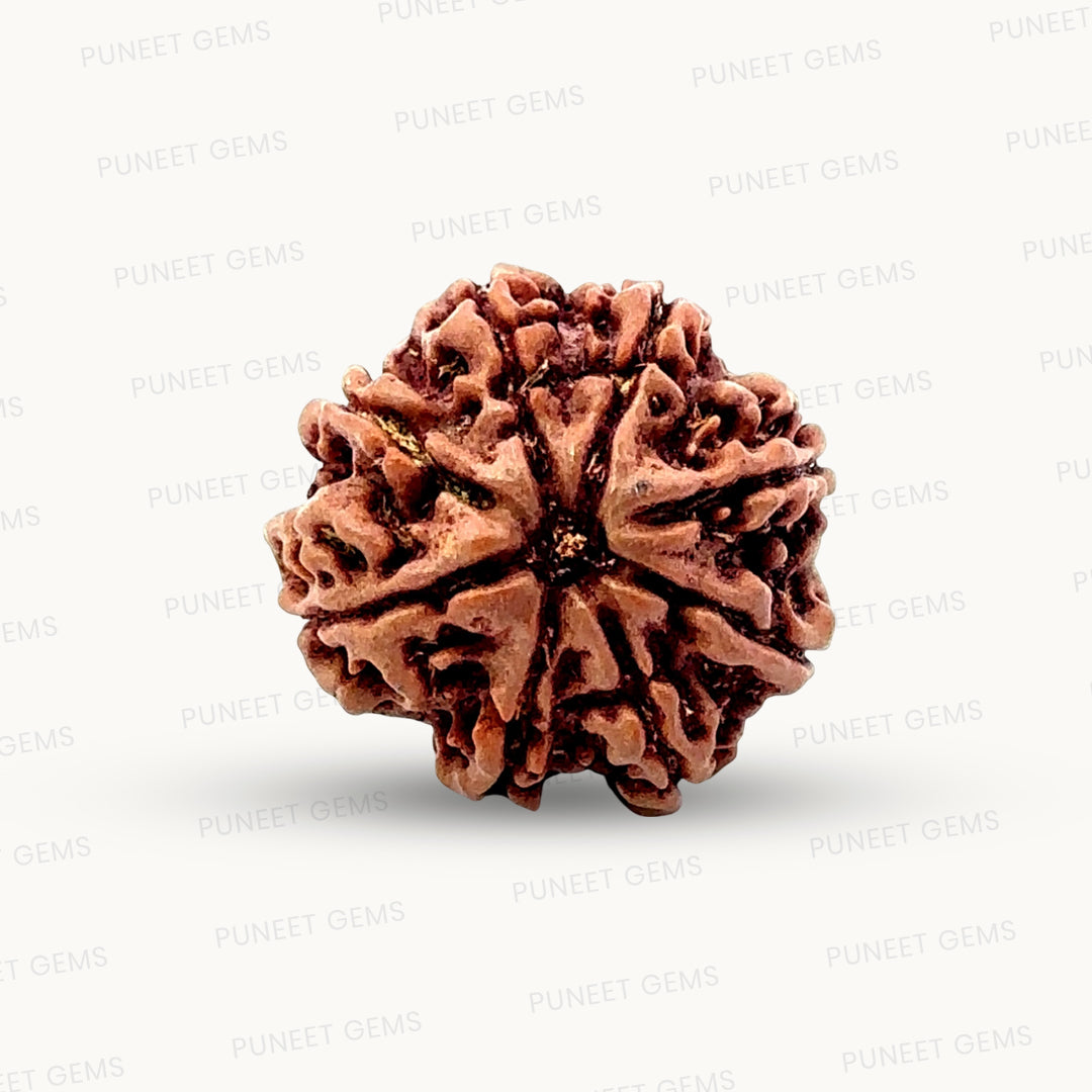 Natural 8 Mukhi Rudraksha – Symbol of Success & Wisdom