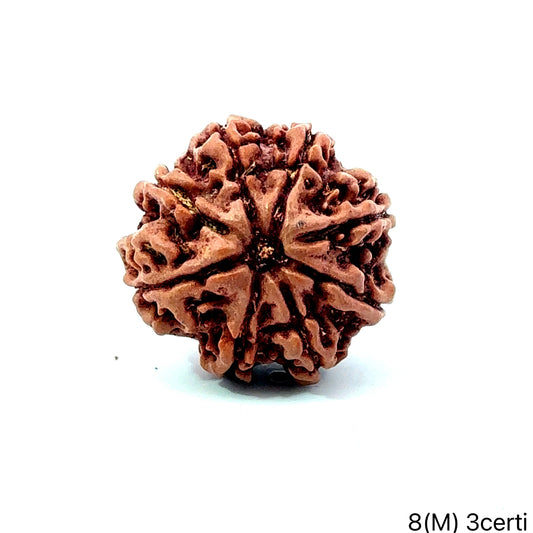 Natural 8 Mukhi Rudraksha – Symbol of Success & Wisdom