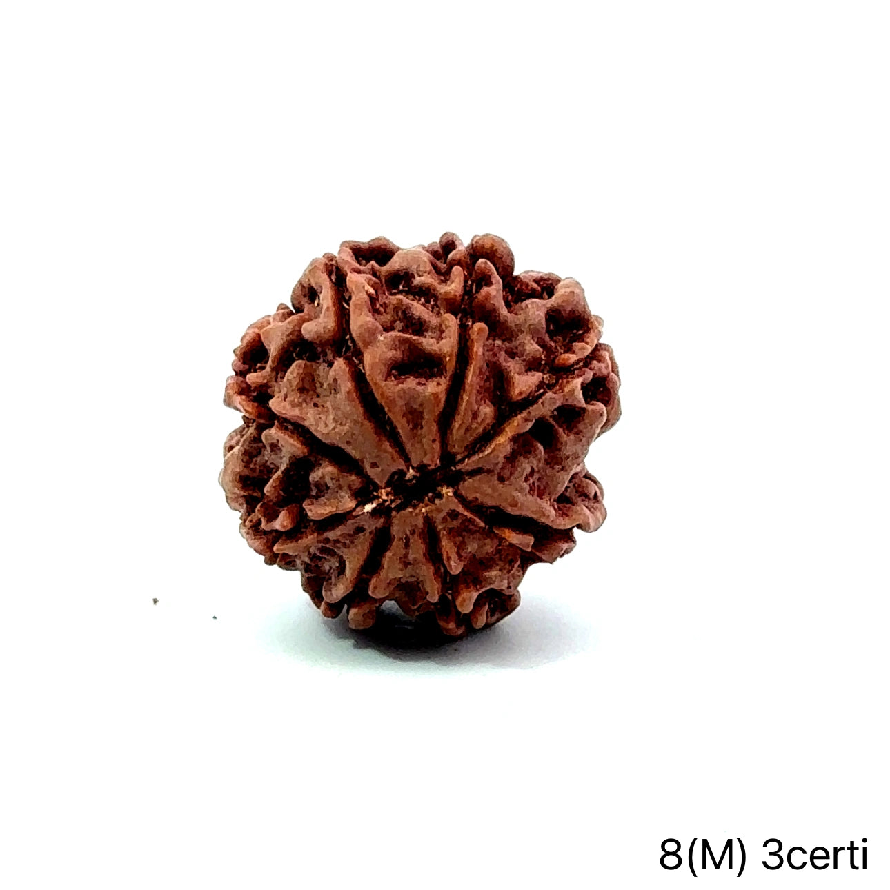 Natural 8 Mukhi Rudraksha – Symbol of Success & Wisdom