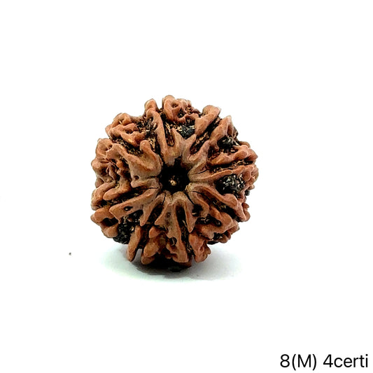 Natural 8 Mukhi Rudraksha – Symbol of Success & Wisdom