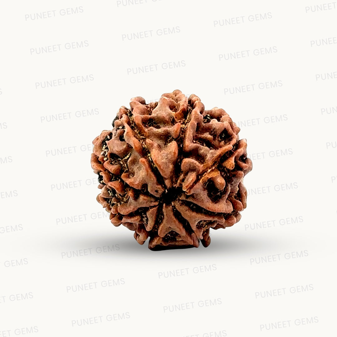Natural 8 Mukhi Rudraksha – Symbol of Success & Wisdom