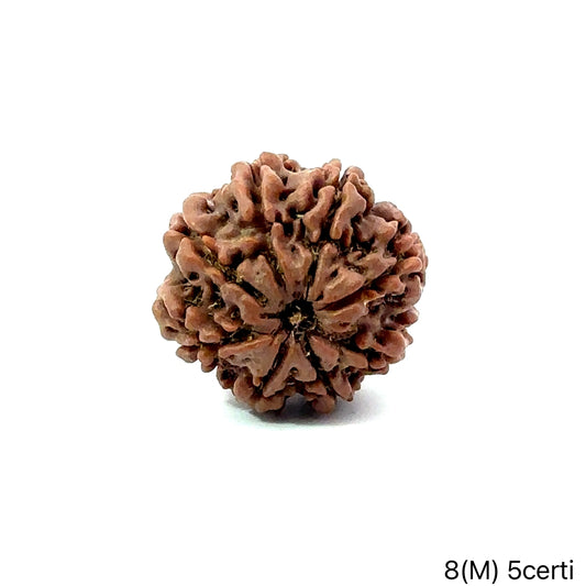 Natural 8 Mukhi Rudraksha – Symbol of Success & Wisdom