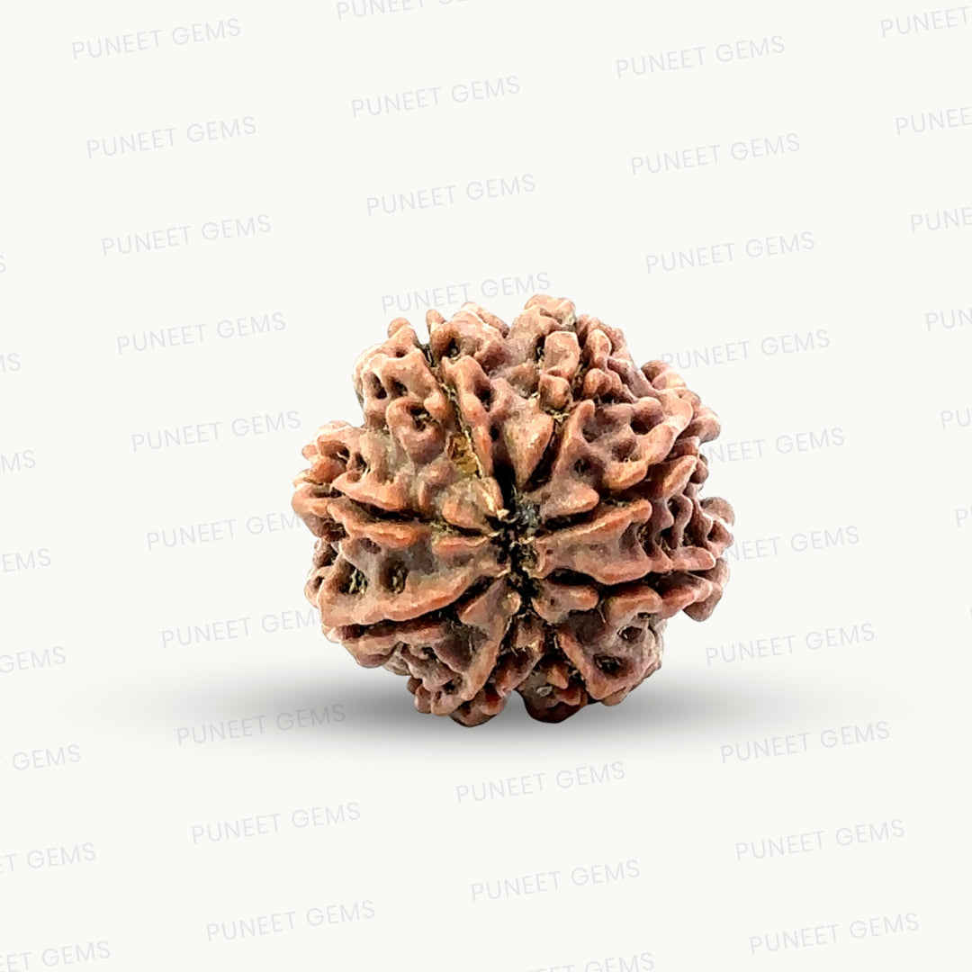 Natural 8 Mukhi Rudraksha – Symbol of Success & Wisdom