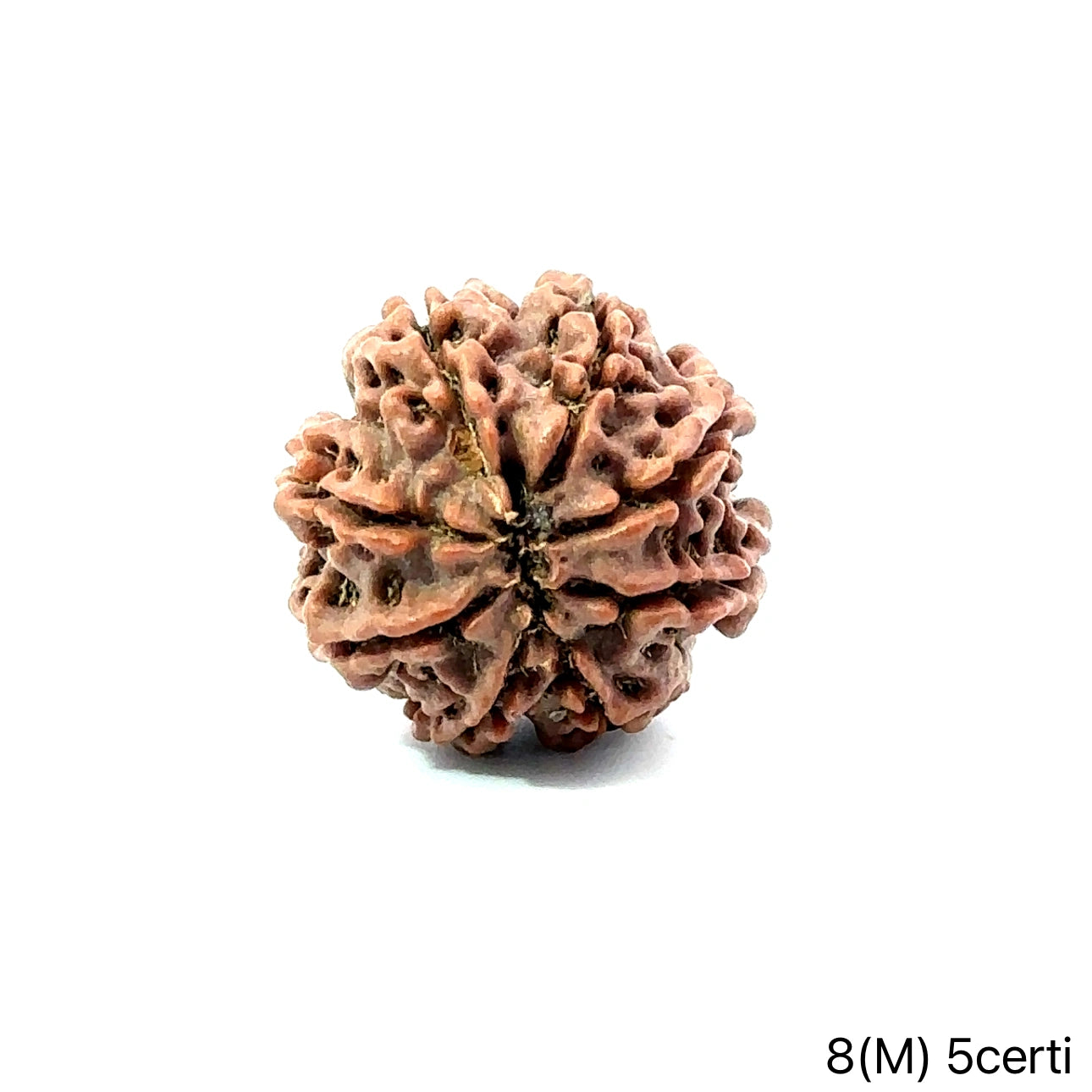Natural 8 Mukhi Rudraksha – Symbol of Success & Wisdom