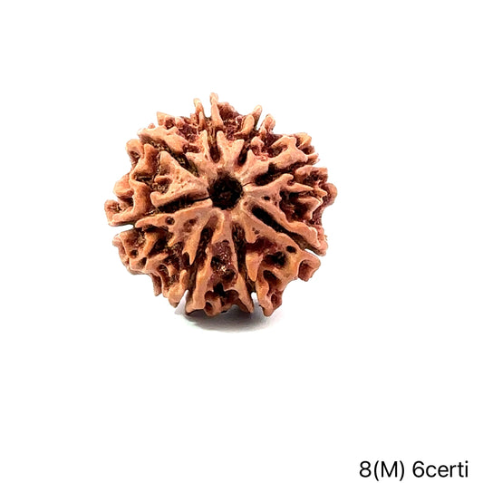 Natural 8 Mukhi Rudraksha – Symbol of Success & Wisdom