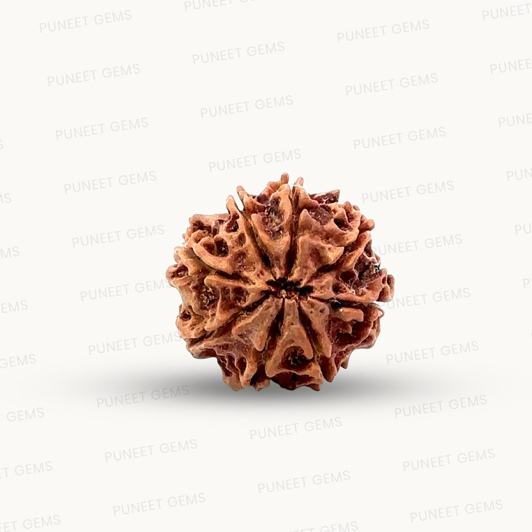 Natural 8 Mukhi Rudraksha – Symbol of Success & Wisdom