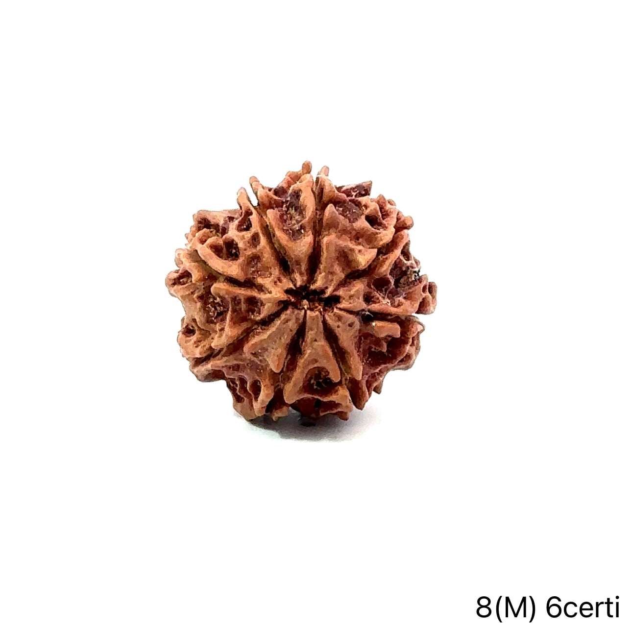 Natural 8 Mukhi Rudraksha – Symbol of Success & Wisdom